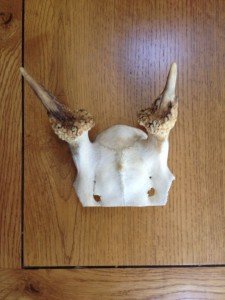 mounted deer antlers