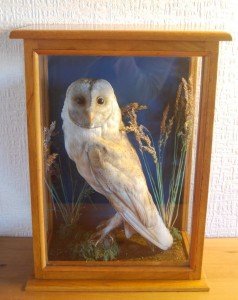 glass display cabinet